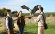 Bird Experience at the Hawk Conservancy Trust
