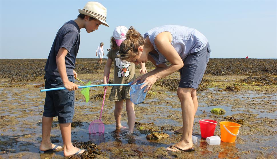 Marine Citizen Science Day at Royal Victoria Country Park