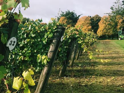 Explore Rhone with Wine Tasting at Hambledon Vineyard