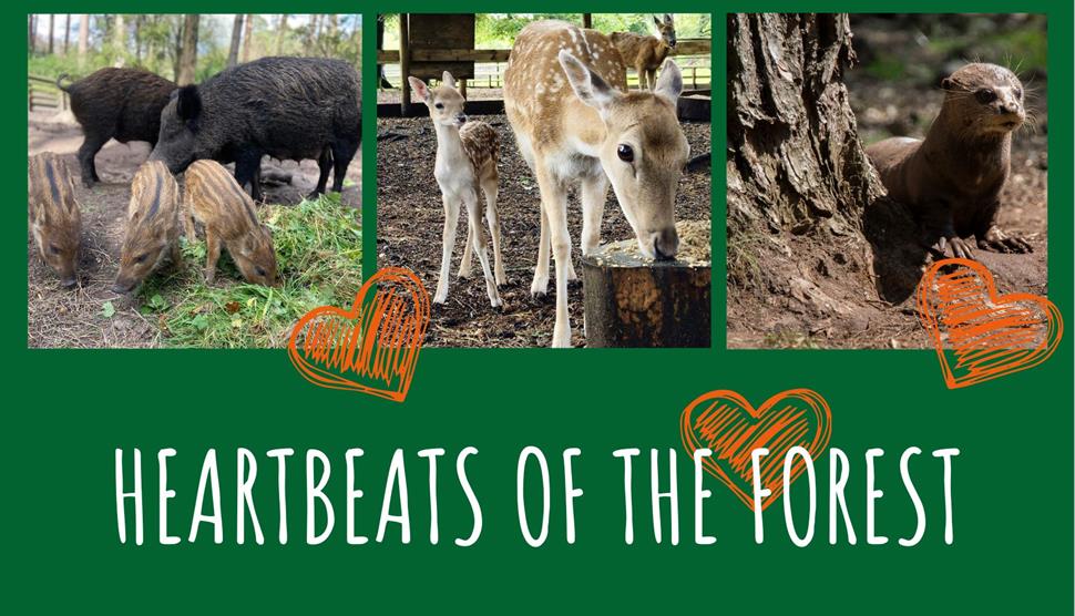 Heartbeats of the Forest at New Forest Wildlife Park