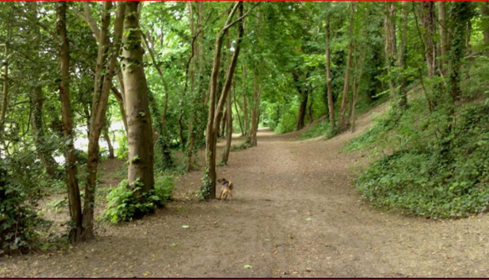 Walk in the Woods - Hilsea Lines