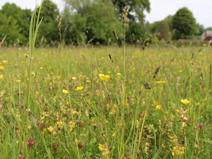 National Meadows Day Guided Walks at Gilbert White's House & Gardens