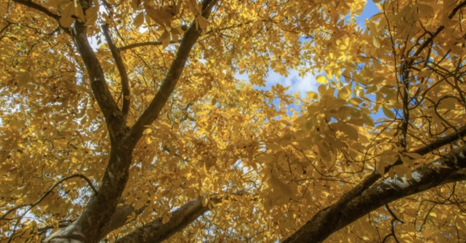 Autumn Colour Walk 2026 at Sir Harold Hillier Gardens