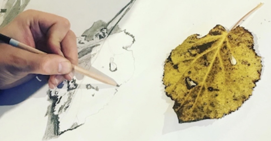 Autumn Seasonal Drawing at Sir Harold Hillier Gardens