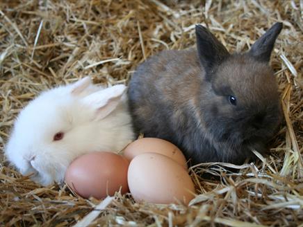 Easter Egg Fun at Longdown Activity Farm
