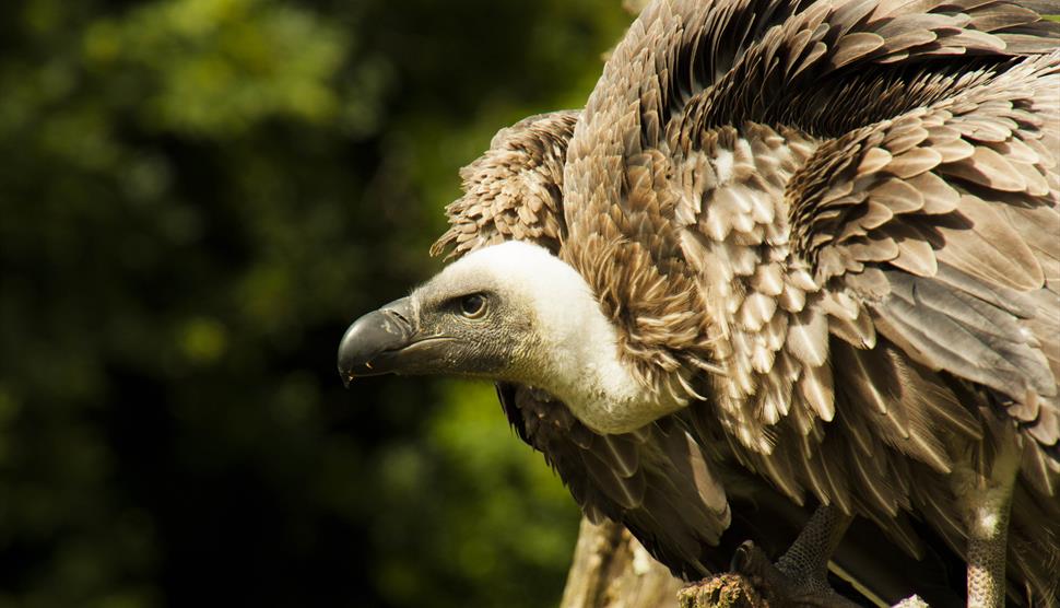 International Vulture Awareness Day at Hawk Conservancy Trust