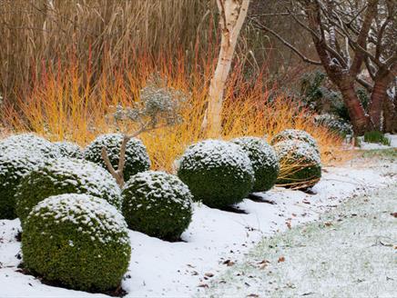 New Year's Day Guided Tour at Sir Harold Hillier Gardens