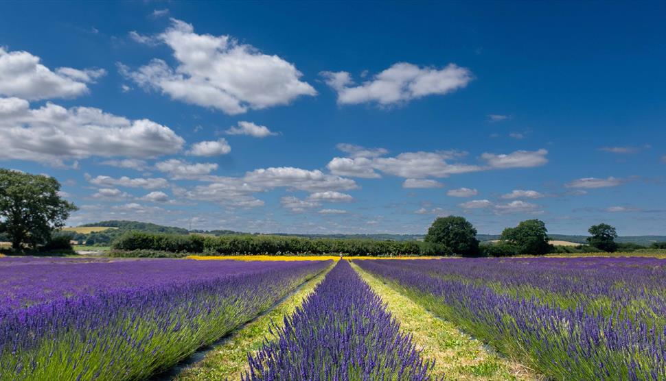 The Lavender Fields