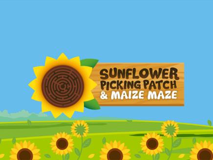 Maize Maze & PYO Sunflowers