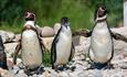 Three Penguins at Marwell