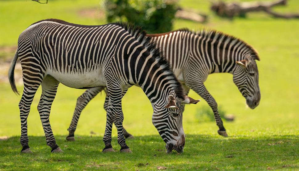 Marwell's Zebras