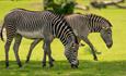 Marwell's Zebras