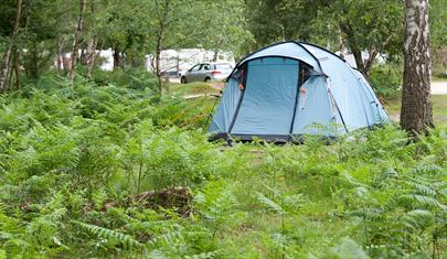 Matley Wood Campsite, New Forest