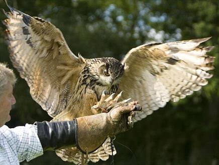 Falconry Experience Day at Sir Harold Hillier Gardens