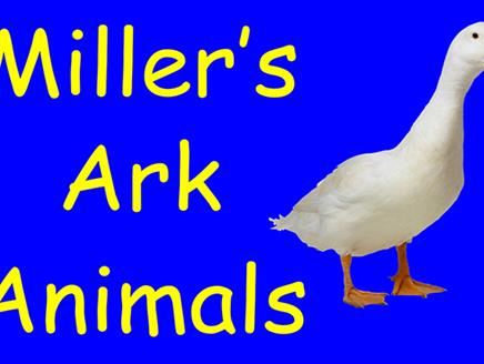 Miller's Ark Animals