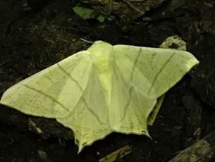 Moth Nights at Gilbert White's House and Gardens