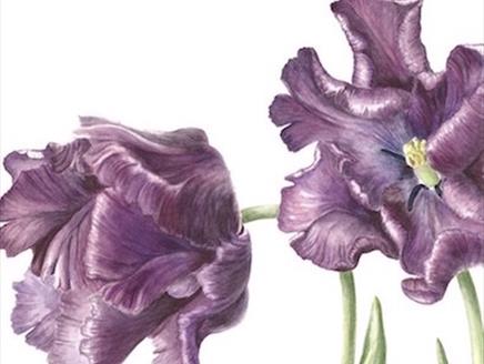 Tulip Fever Botanical Drawing Class at Heckfield Place