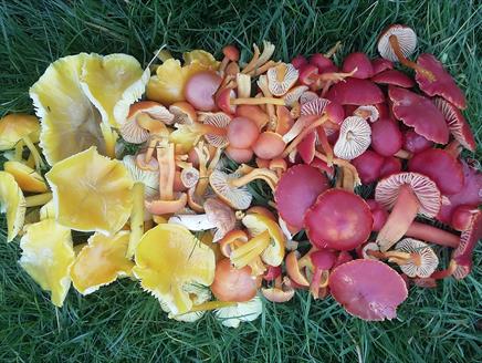 Workshop: Forage for Mushroom and Other Wild Food at Heckfield Place