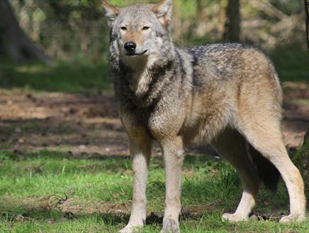 Wolf at New Forest Wildlife Park