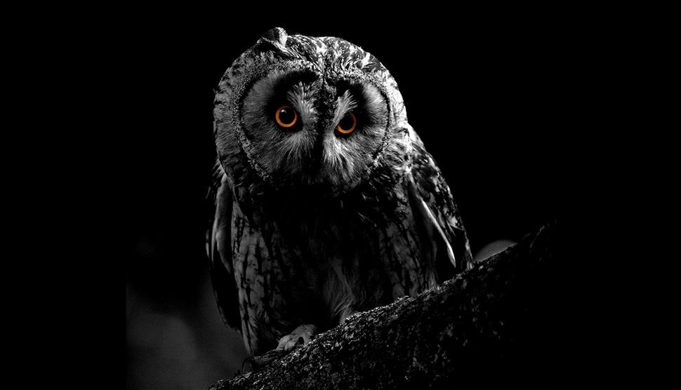 Owl-O-Ween at Hawk Conservancy Trust