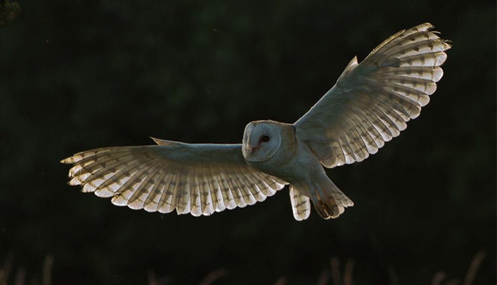 Christmas Carols and Owls By Moonlight at The Hawk Conservancy Trust
