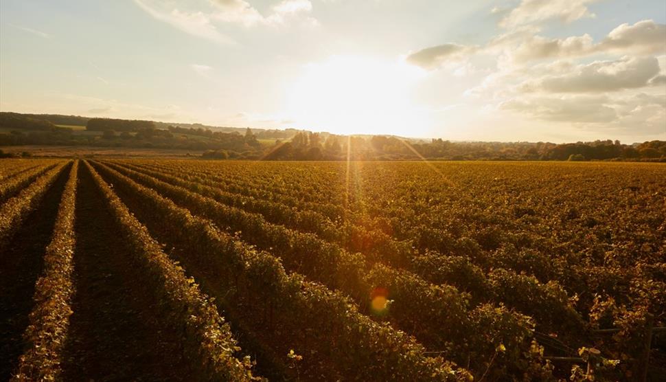 The Grange Hampshire - Wine Tour, Picnic and Tasting