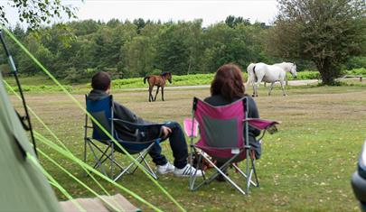Roundhill Campsite, New Forest: Visit-Hampshire.co.uk