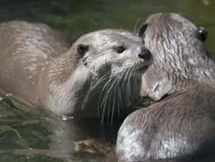 Amazing Otters and where to find them at New Forest Wildlife Park