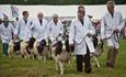 Romsey Agricultural Show - Sheep