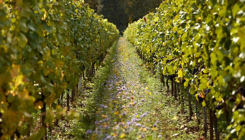 The vineyard at The Grange