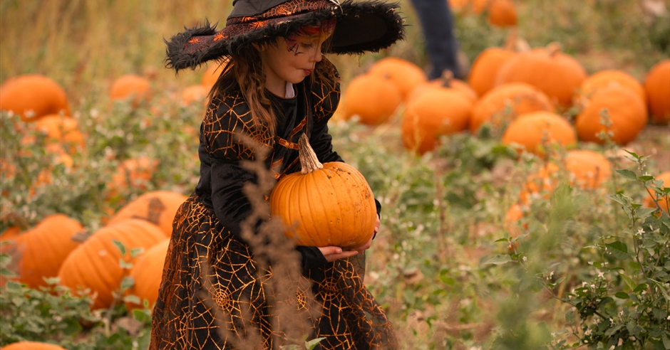 The Rogate Pumpkin Patch