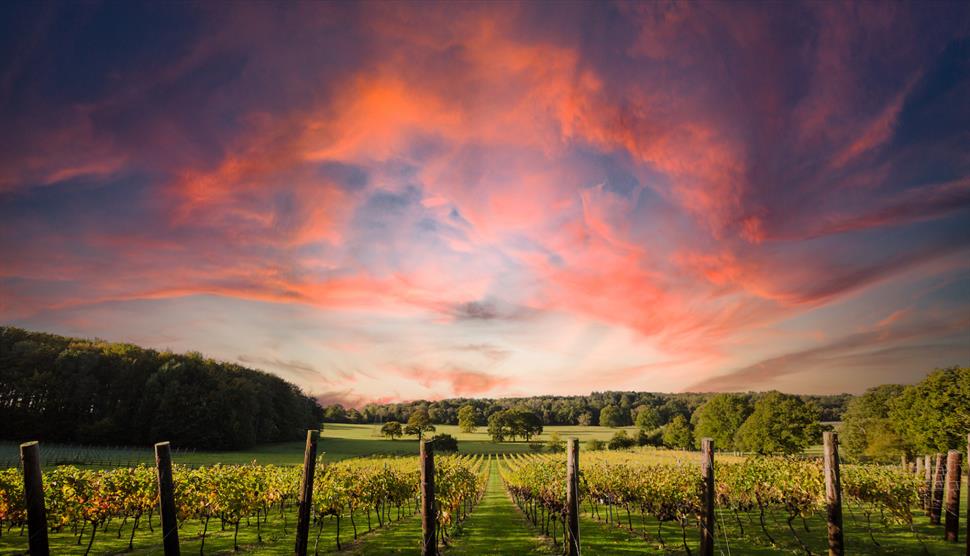 Quob Park sunset over vineyard