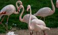 Group of standing Pink Flamingos