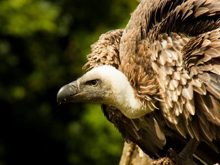 International Vulture Awareness Day at The Hawk Conservancy Trust