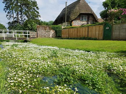 Watercress & Winterbournes: The Myth and Magic of Water Meadows at Perins School