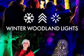 Winter Woodland Lights at Hawk Conservancy Trust