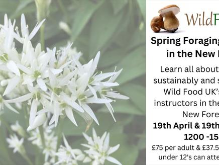 Spring Foraging Courses at The Red Shoot Inn