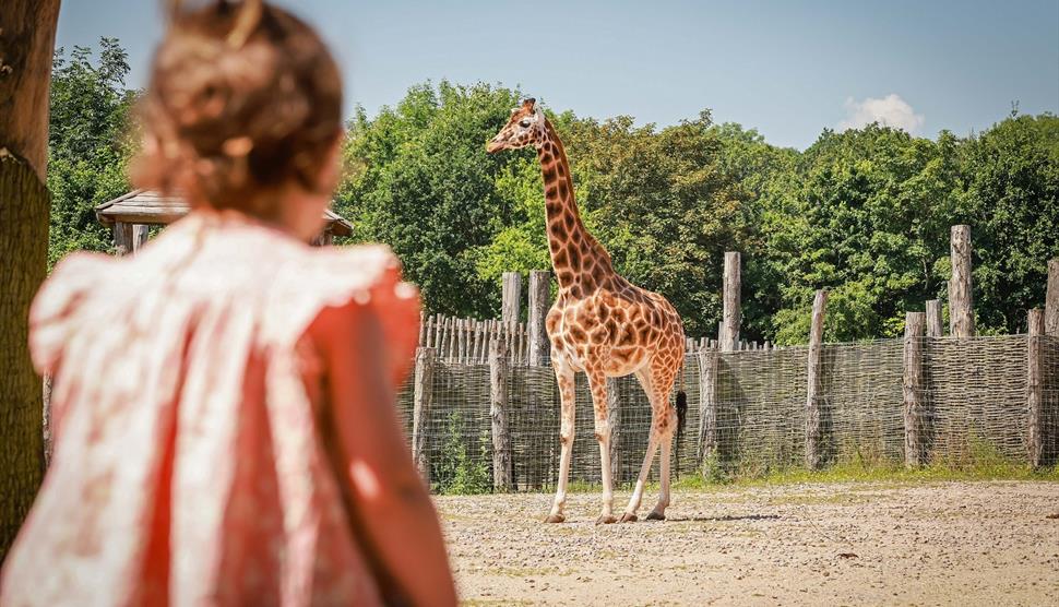 Marwell Zoo offer a FREE return ticket to visit again within 7 days – for Summer 2022 only!
Marwell Zoo offer a FREE return ticket to visit again within 7 days – for Summer 2022 only!