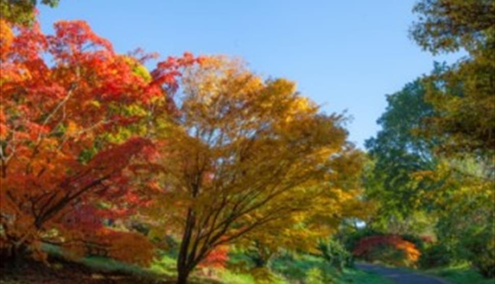 Autumn Guided Tour at Sir Harold Hillier Gardens