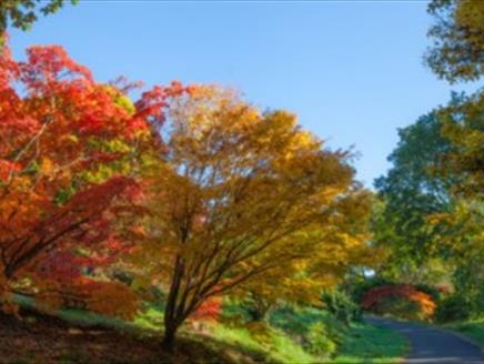 Autumn Guided Tour at Sir Harold Hillier Gardens