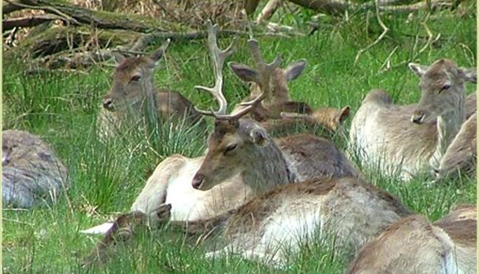 Bolderwood Deer Sanctuary