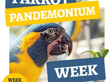 Parrot Pandemonium Week at Birdworld