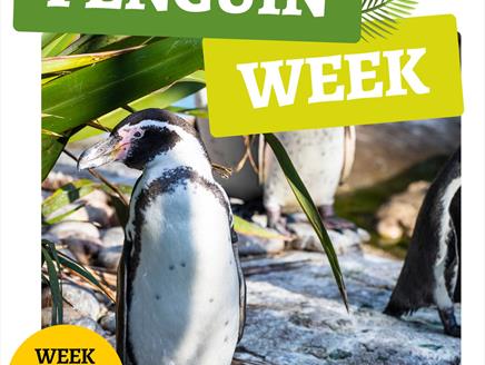 Penguin Week at Birdworld