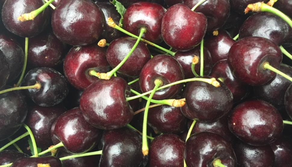 Cherry Orchard Tours & Cherry Market at Blackmoor Orchards