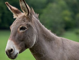 Meet, Pet & Ride Donkeys at Exbury Gardens