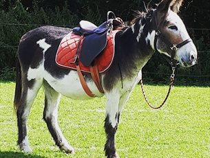 Donkey Days at Exbury Gardens