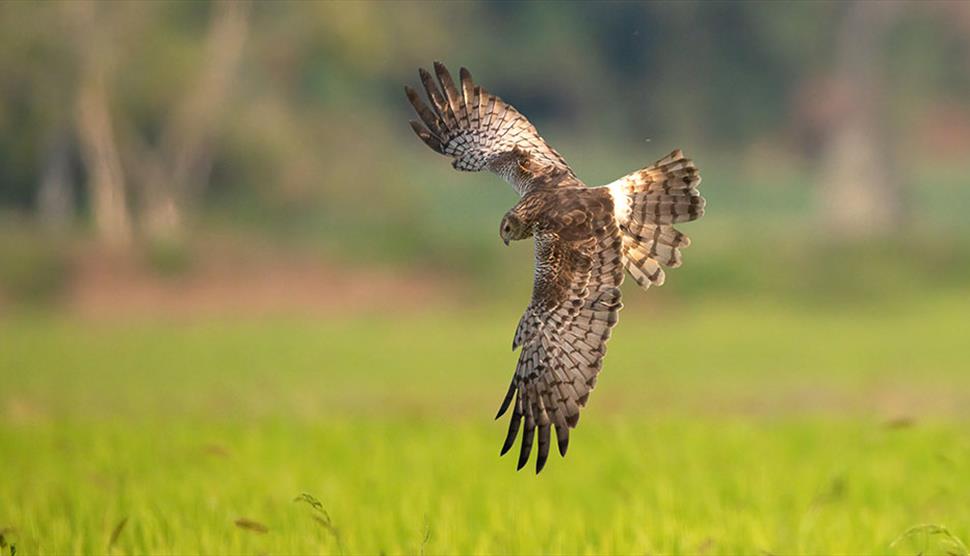 Falconry Day at Exbury Gardens