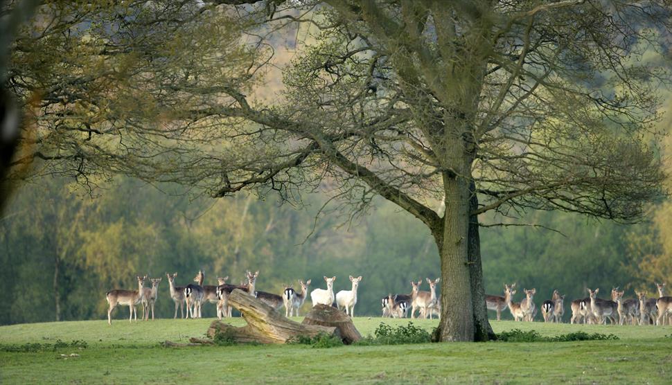 Bolderwood Deer Spotting Walk