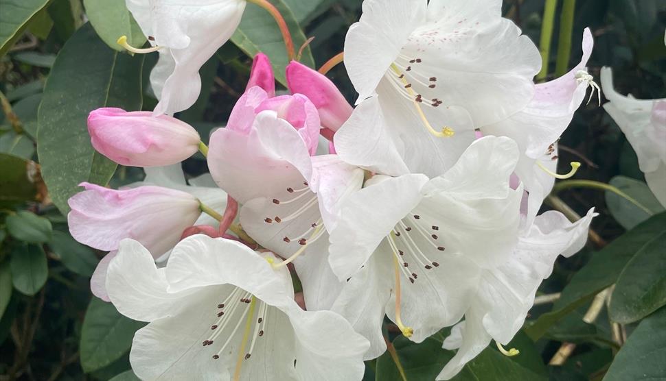 Seasonal Spotlight tours - Rhododendrons and Azaleas at Exbury Gardens & Steam Railway