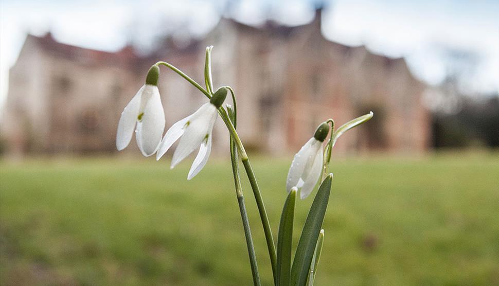 Photography Workshop: Snowdrops at Chawton House